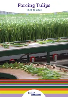 Forcing tulips