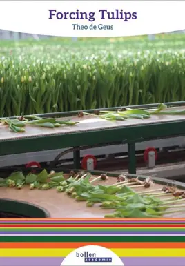 Forcing tulips
