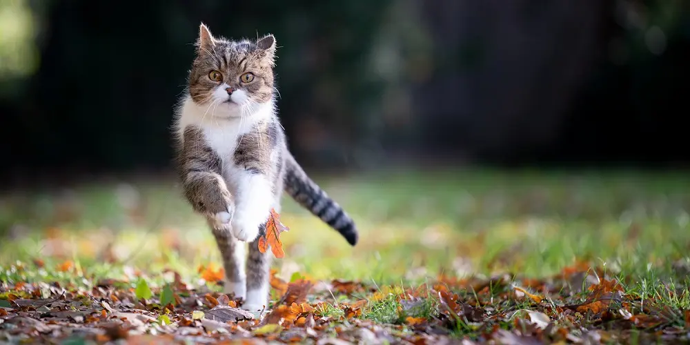 Nieuw in Animalis: communicatiemodules in samenwerking met St. Anna Advies