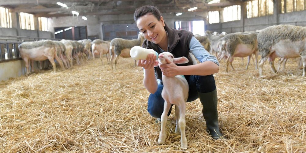 9 vernieuwde modules op de Startpagina Veehouderij