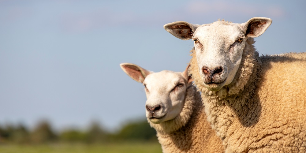 8 nieuwe online modules Animalis over landbouwhuisdieren