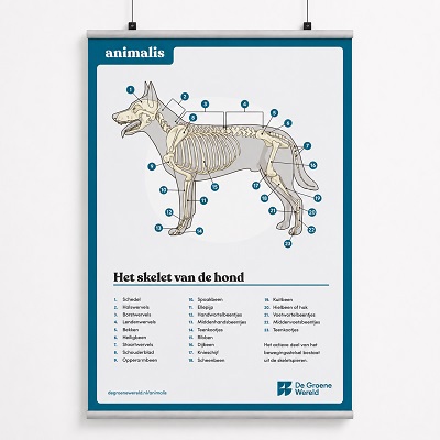 Animalis poster skelet hond