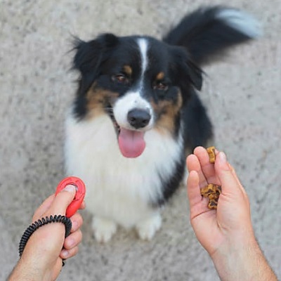 Beeld thema Dier leerjaar 2