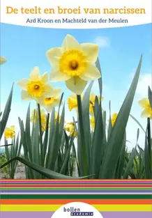 De teelt en broei van narcissen