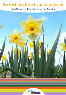 De teelt en broei van narcissen