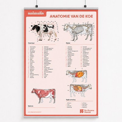 Animalis poster anatomie koe