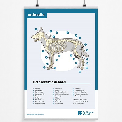 Poster skelet hond Animalis