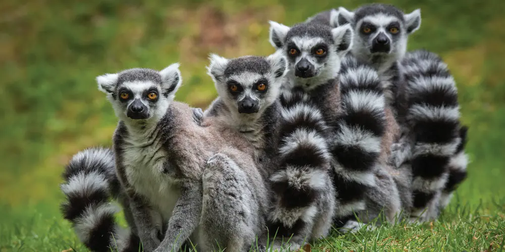 Kom op 24 maart naar Burgers' Zoo en maak kennis met de nieuwe editie van Profiel Groen bovenbouw