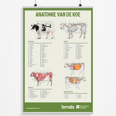 Poster anatomie koe Terralis