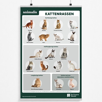 Poster kattenrassen Animalis