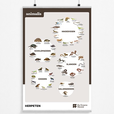 Poster herpeten Animalis