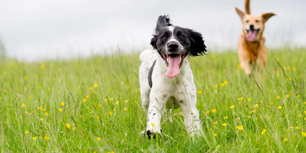 Nu beschikbaar in het lesmateriaal van Animalis