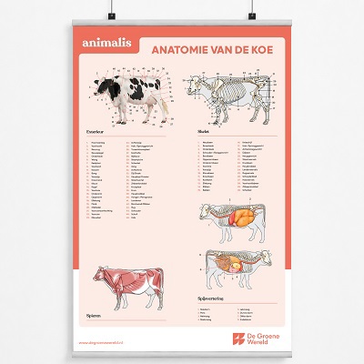 Poster anatomie koe Animalis