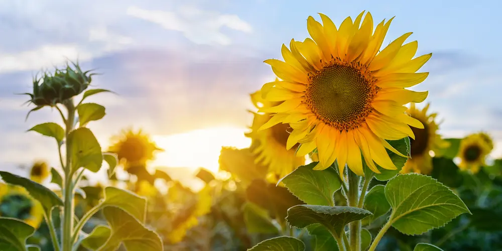 De Groene Wereld wenst je een fijne zomer!