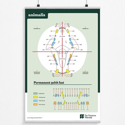 Poster permanent gebit kat Animalis